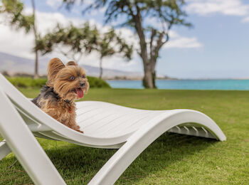 A small dog sits on a white lounge chair in a grassy area, with trees and turquoise water in the background under a blue sky with clouds.
