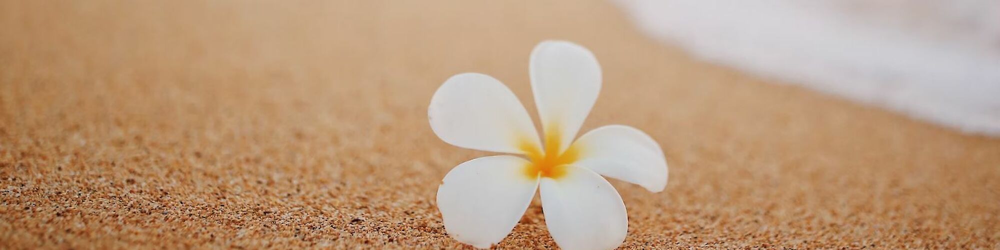 A white and yellow plumeria flower lies on a sandy beach near the water's edge, creating a serene and picturesque scene.