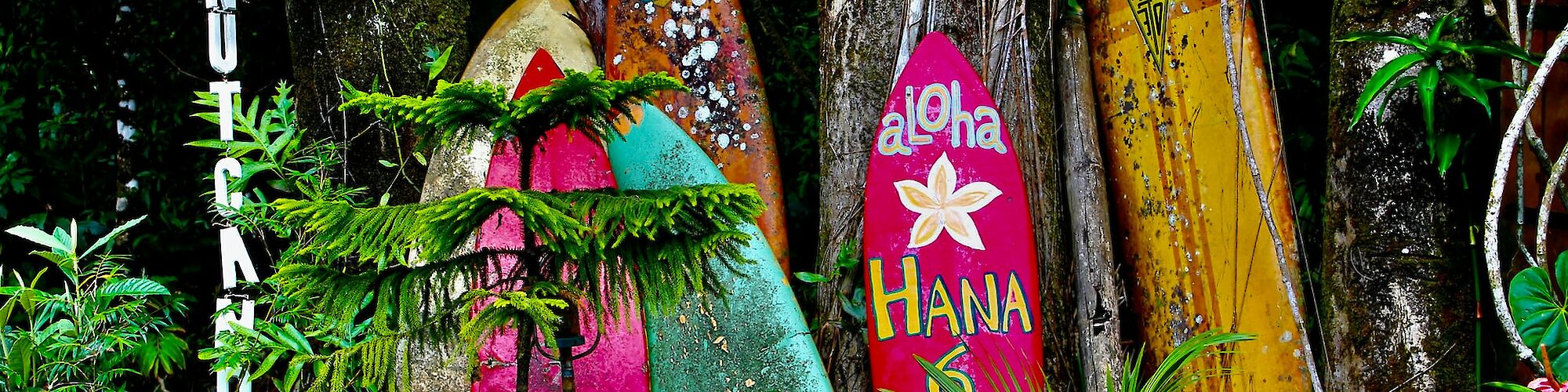 Colorful surfboards with vibrant designs and tropical plants are displayed among trees, with signs indicating "ALOHA" and "COCONUT CANDY."